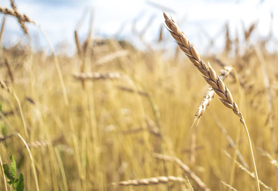 z6com·尊龙(中国)时凯集团